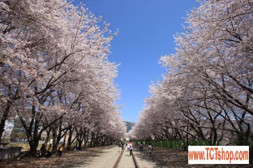 Ngắm hoa anh đào khi xuân về