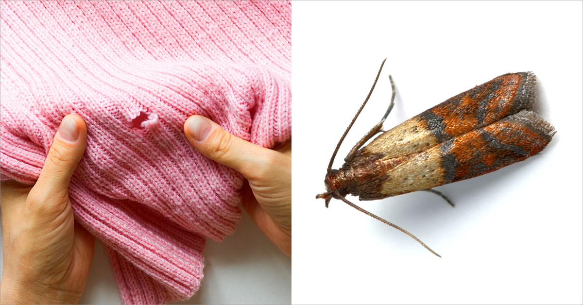 моль в шкафу с одеждой