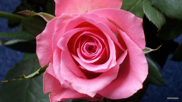 Roze roos op blauwe achtergrond