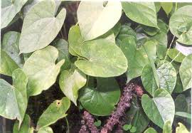 Inilah Obat Herbal untuk Diabetes Paling Manjur Inilah Obat Herbal untuk Diabetes Paling Manjur