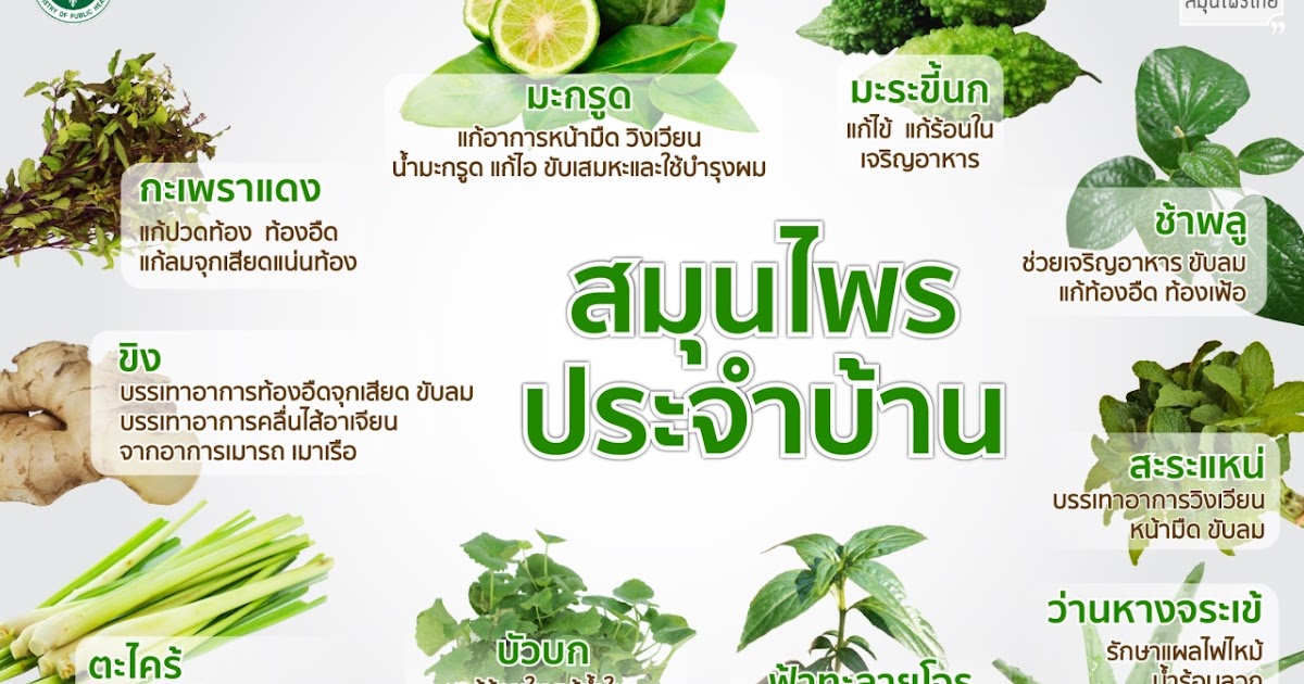 Thai Herb Market General knowledge of Thai herbs