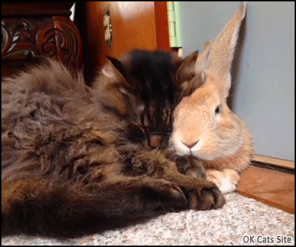 Cute Cat GIF • Cat sleeps and cuddles with his big bunny. They're so cute ♥