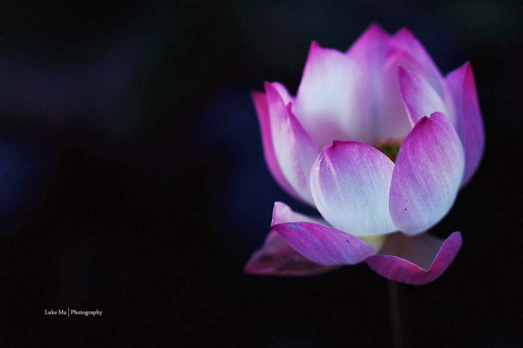 School Of Digital Photography Using Backgrounds to Improve Your