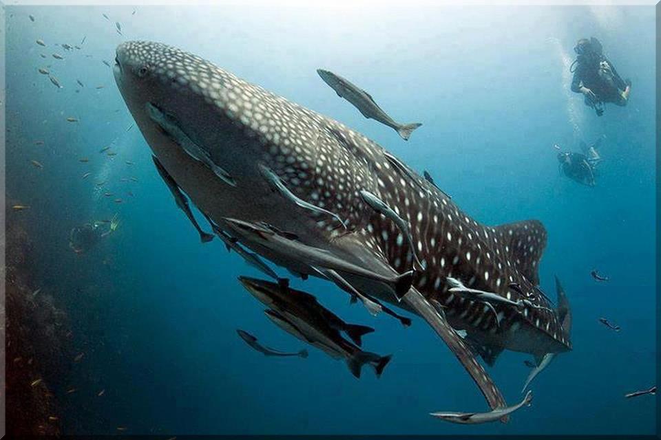 Hiu Paus atau Hiu Tutul Rhincodon typus Ikan Terbesar Di Dunia - ME ONE