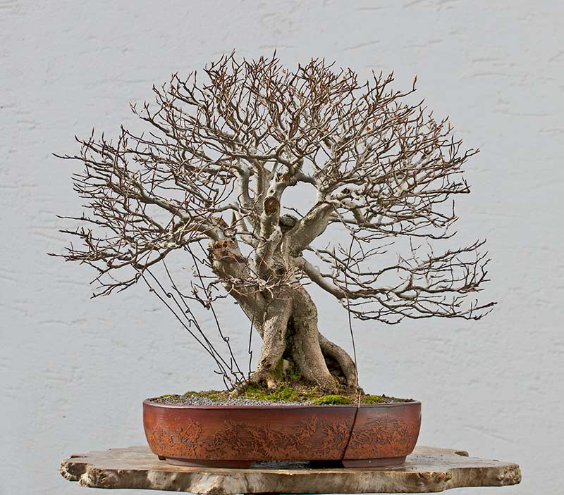Walter Pall Bonsai Adventures European beech 6