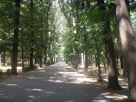 A tree-lined avenue within Florence's Parco delle Cascine. which was once a hunting estate owned by the Medici