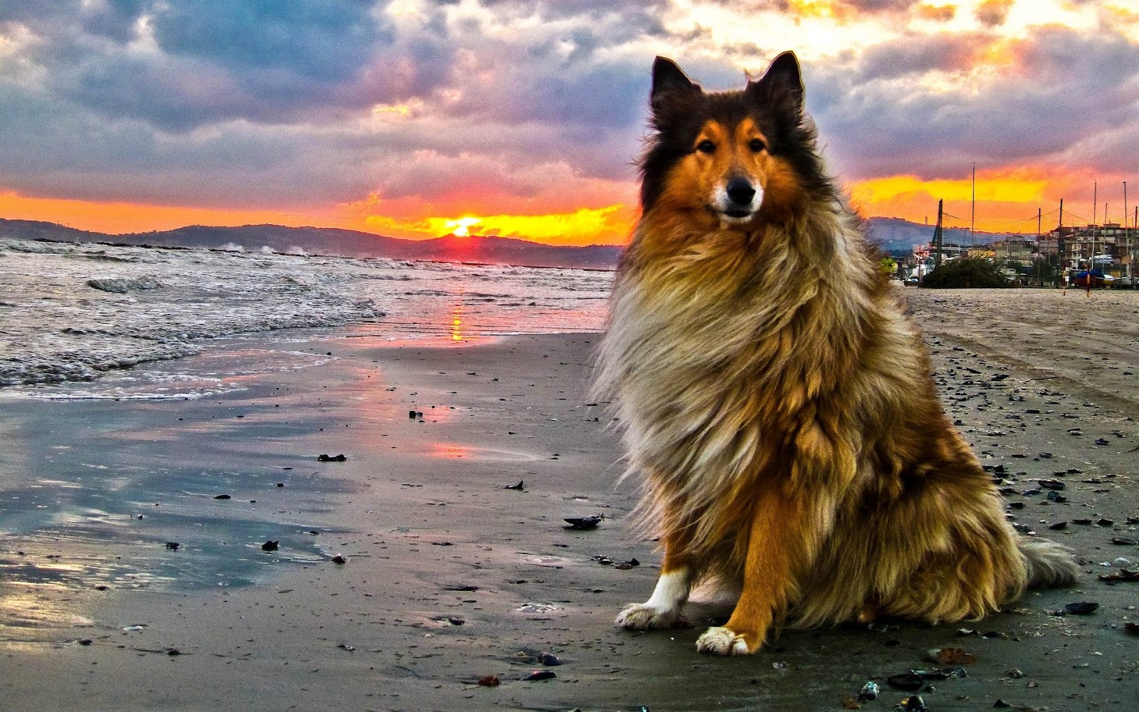 Rough Collie Wallpapers Animals Library Images, Photos, Reviews