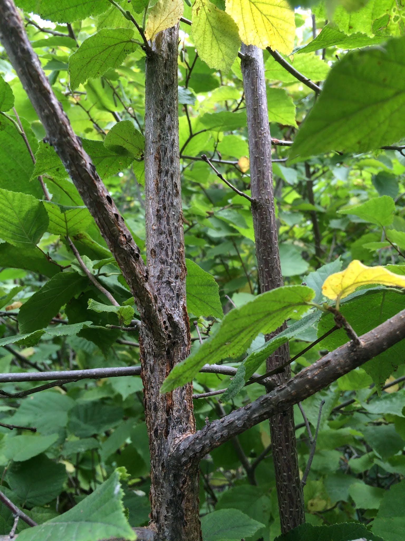 Riverbend Hazelnuts Hazelnut diseases and insect pests.