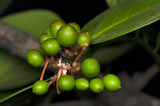 manfaat daun kemuning untuk tubuh