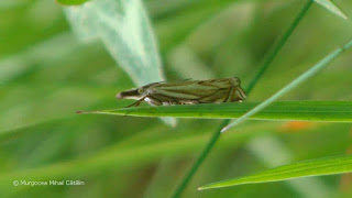 Crambus lathoniellus DSC172935