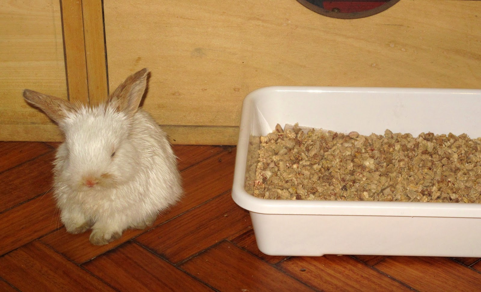 Como Enseñar A Un Conejo A Ir Al Baño Cómo Enseñar