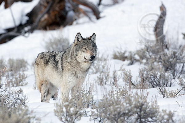One Day In Yellowstone Canadian Wildlife Photography Tours And Workshops