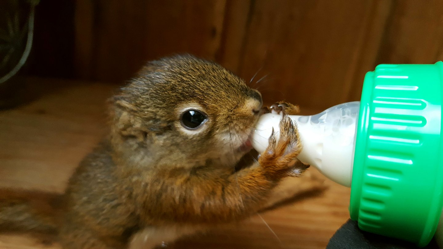 Rain S Garden More Baby Squirrel News And Some Good Eats