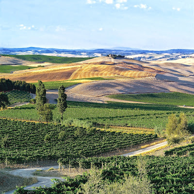 montalcino vigne