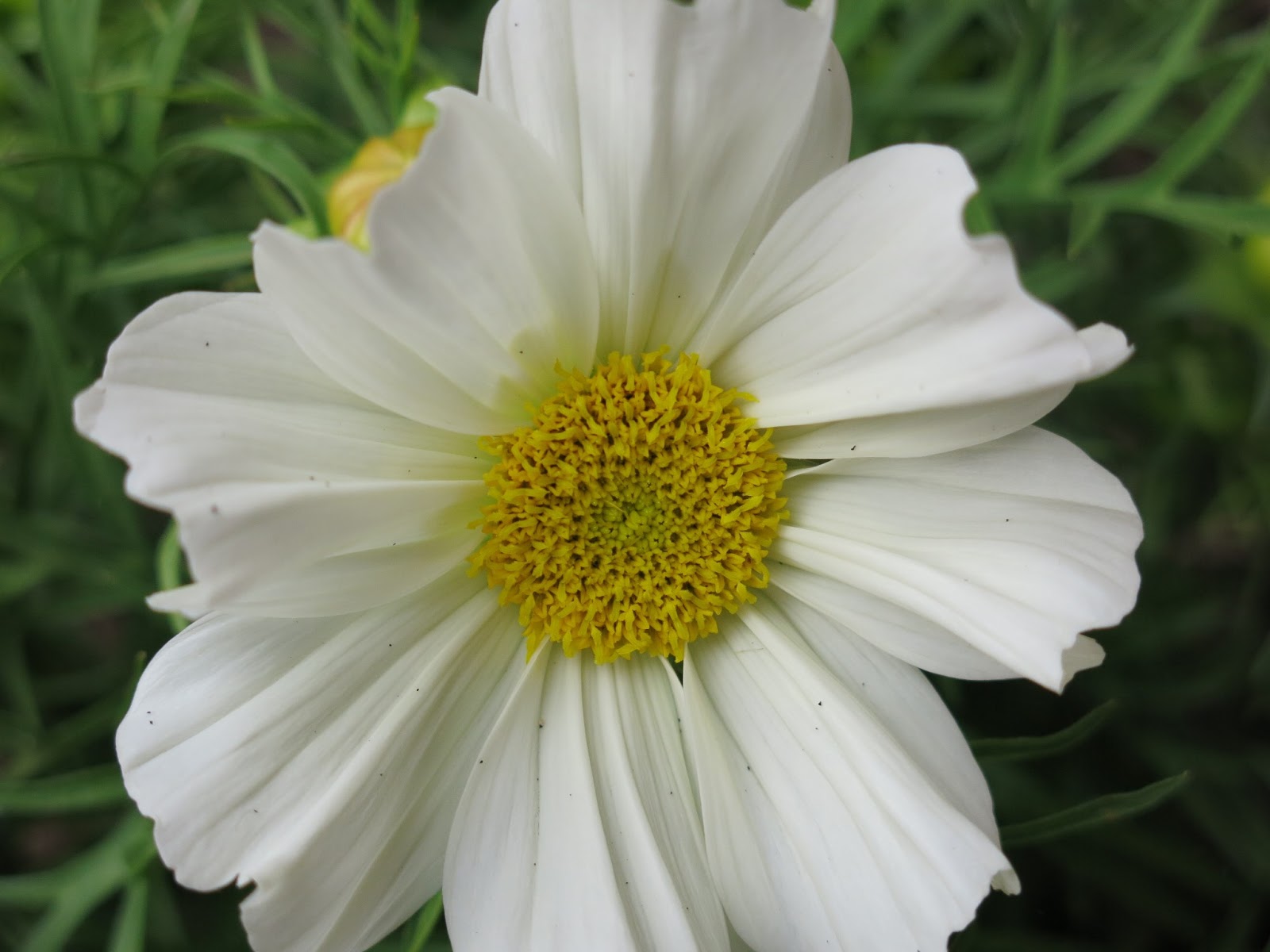 Cosmos and Cotton: Garden joys topped with crumble