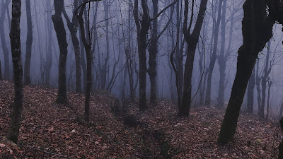 Trees, forest, fog, fog, dry leaves