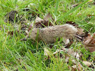 Tenrec ecaudatus - Tangue - Tengue Tenrec ecaudatus - Tangue - Tengue