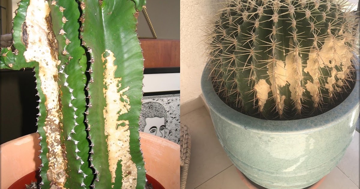 How To Help A Sunburned Cactus By jessie quinn · august 24, 2020. countinues