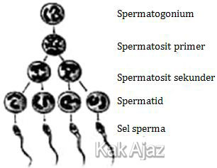 Bagan spermatogenesis, soal Biologi UN 2018 no. 27