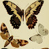 Colección de mariposas, 1840
