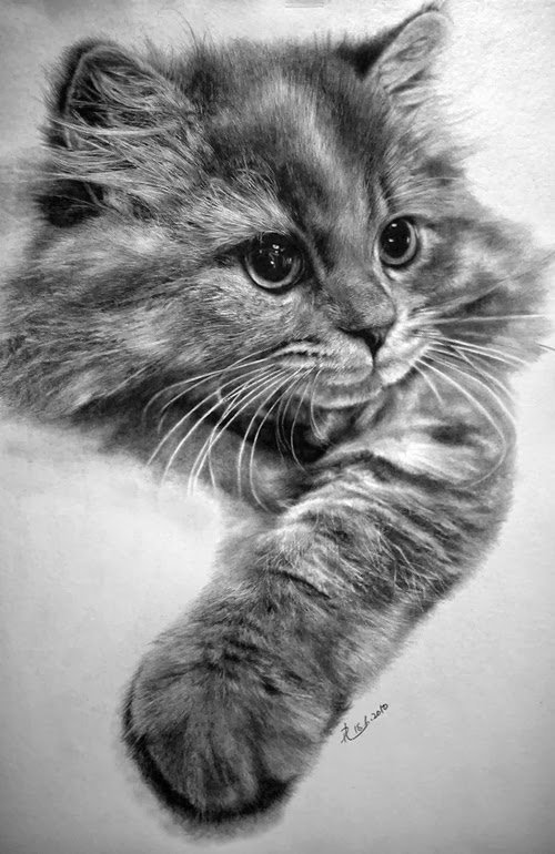 10-Hyper-realistic-Cats-Pencil-Drawings-Hong-Kong-Artist-Paul-Lung-aka-paullung-www-designstack-co