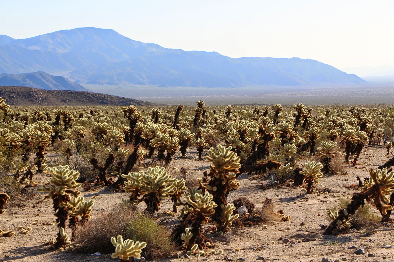If I Were Going...: Road Trip: Joshua Tree National Park