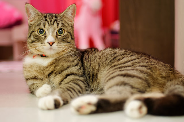 BLĂNOȘII: Fapte surprinzătoare despre pisici! 