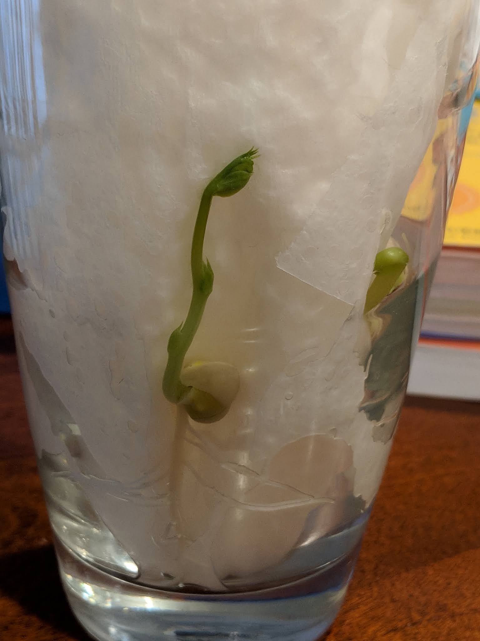 How to Grow Beans in a Jar Cardboard Mom