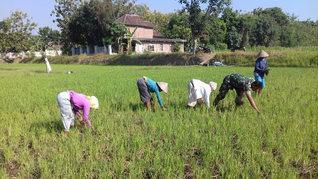 Babinsa Koramil 23/Ceper Dampingi Petani Merawat Tanaman Padi