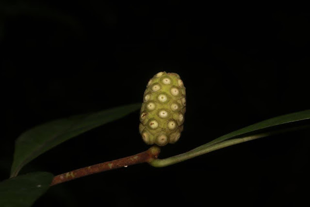 Morinda persicifolia