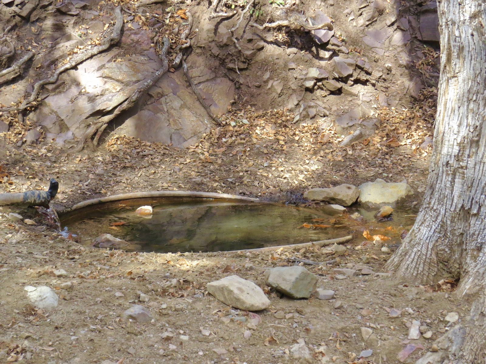 Babs' Birding Experiences Peppersauce Canyon, Oracle, Pinal County