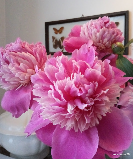 Friday flowers - Peonies