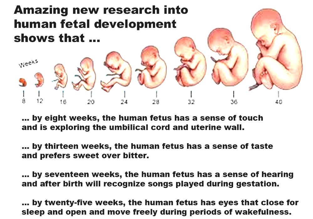 Prenatal Development - Human Development From Conception ...