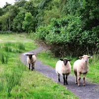 Photos of Ireland: Curious sheep at Mount Falcon in County Mayo