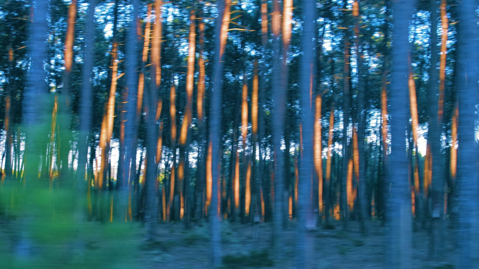 Honevo Blog SYNTHETIC FORESTS