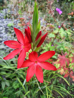 Schizostylis adds late season colour and grows easily in UK gardens.