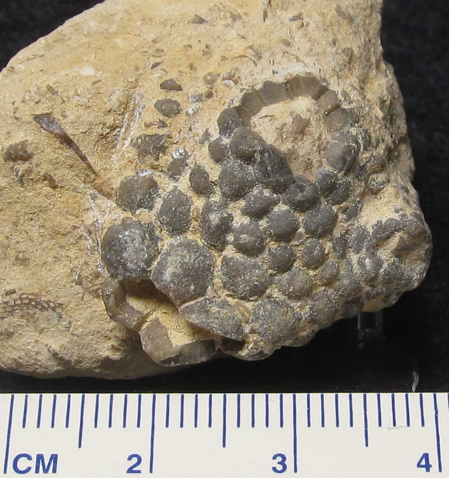 Louisville Fossils and Beyond Rhodocrinus nodulus Crinoid Calyx Fossil