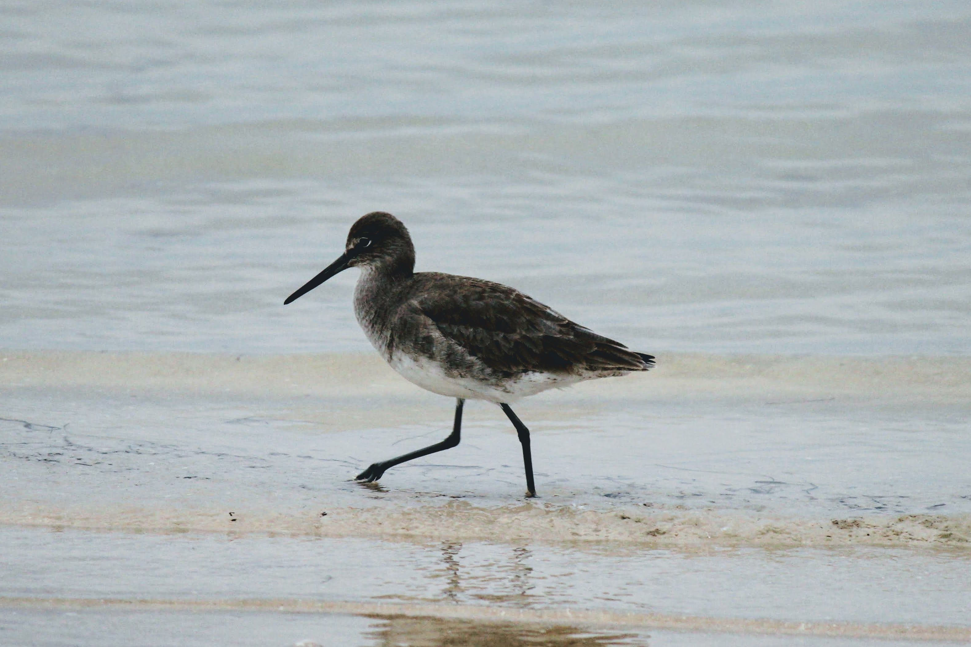 To Behold the Beauty Florida Shore Birds