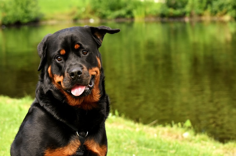 Keeping a Rottweiler in an apartment and a private house