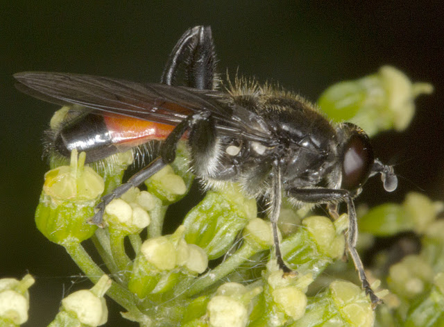 Brachypalpoides lentus.  Hoverfly.  Joyden's Wood, 12 May 2012.