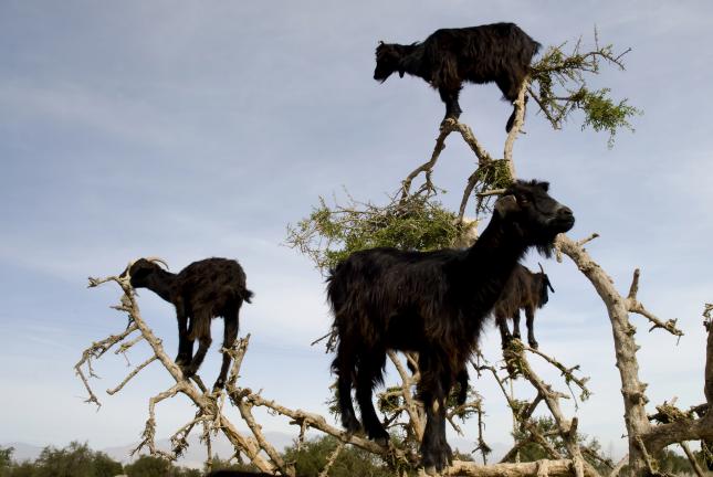 Diario Territorio y Desarrollo: CABRAS MUY HABILES : Cabras trepadoras de  árboles en Marruecos .