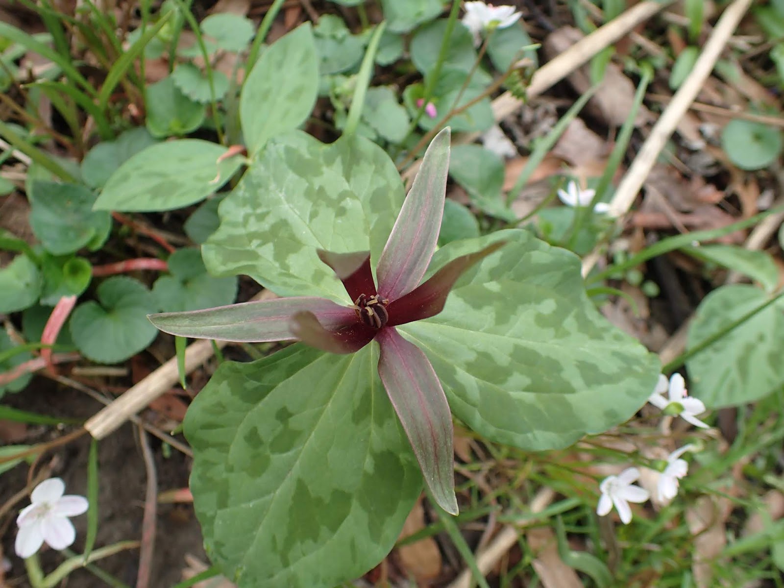 Southern Meadows Wildflower Wednesday Bottlebrush Buckeye