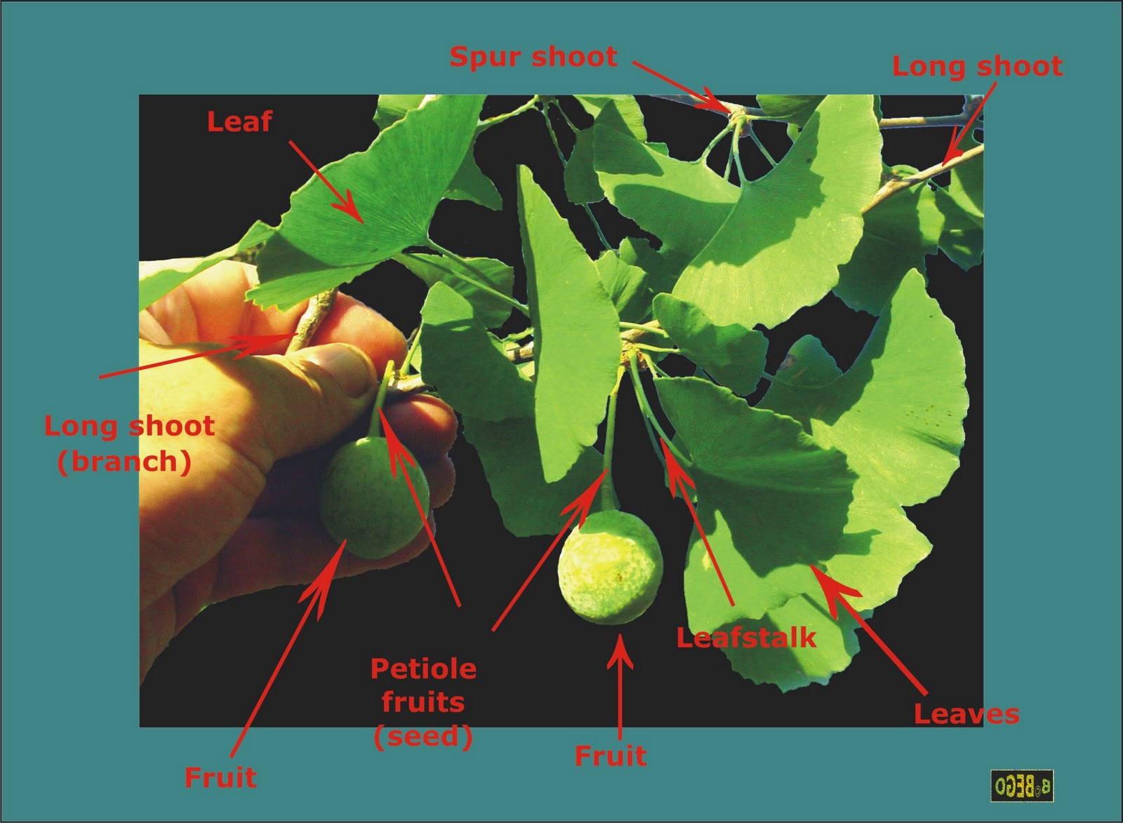 Encyclopedia of Ginkgo Nature's Miracle Ginkgo biloba , Book 1. By B. M