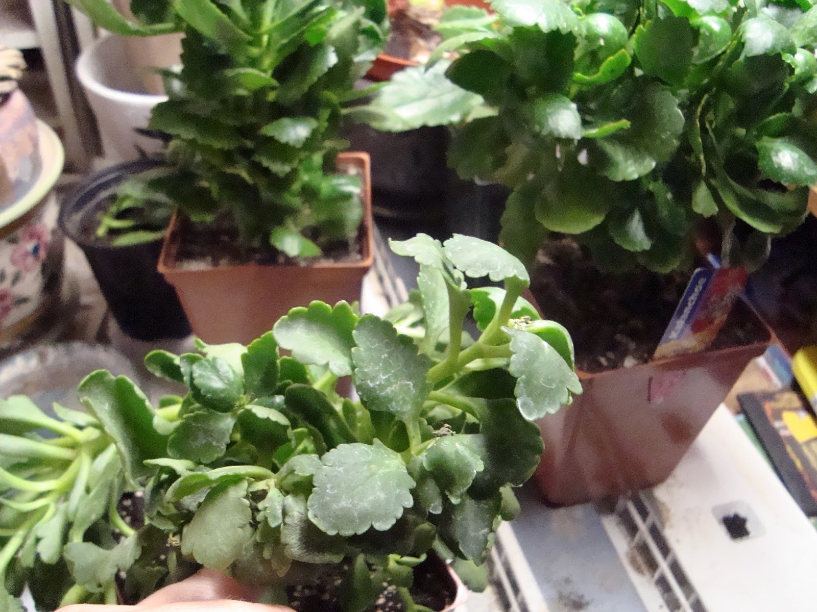 Anything On Ocarina Kalanchoe Care Chapter 9 Wilting leaves... R.I.P.