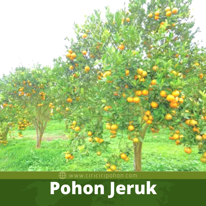 Pohon Jeruk