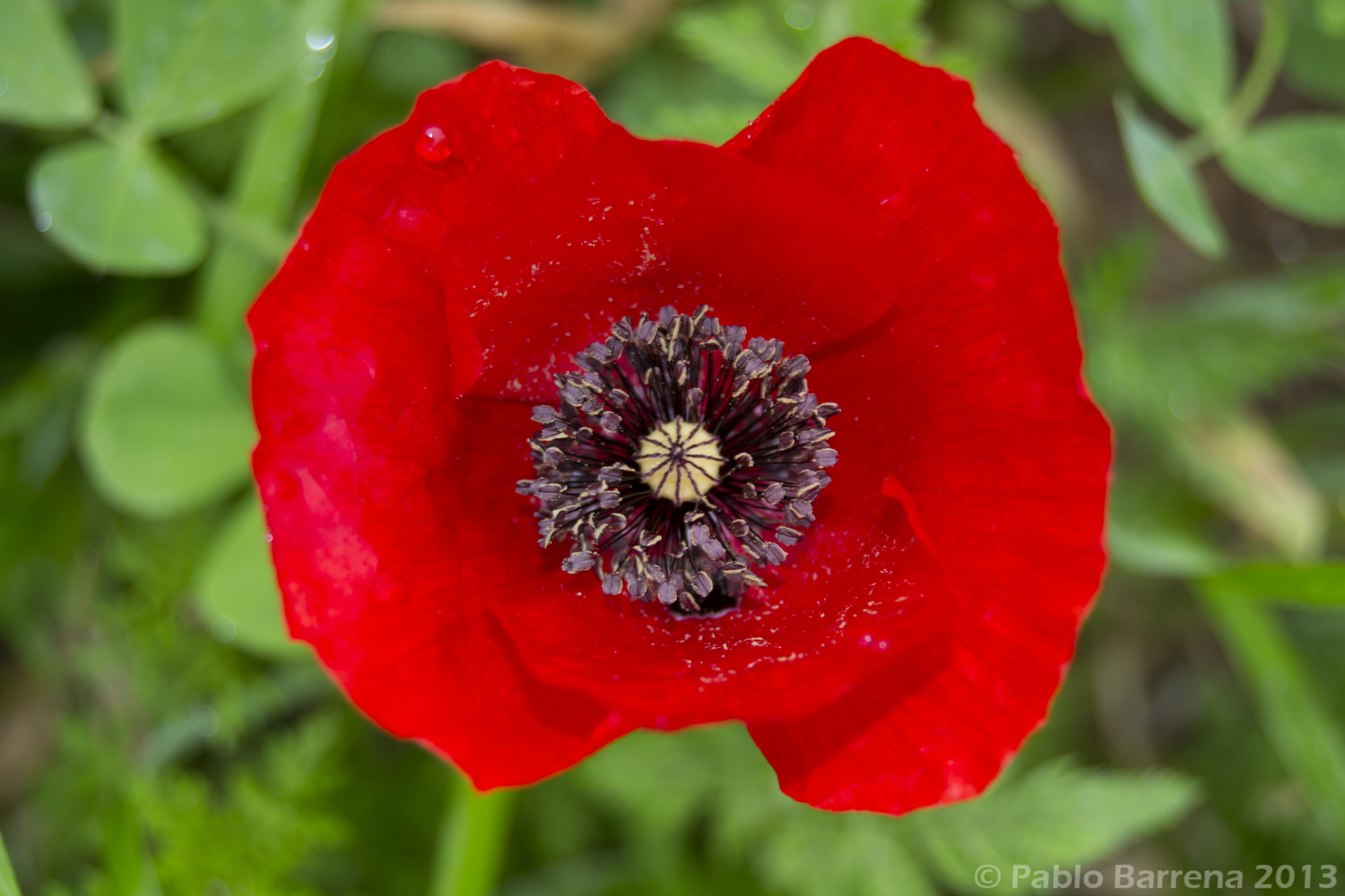Naturaleza y ornitología Amapola silvestre Papaver rhoeas