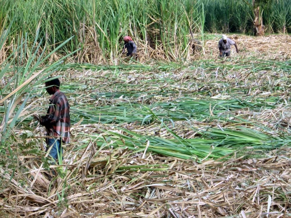 ARUNACHALA LAND Sugarcane Cultivation at Tiruvannamalai