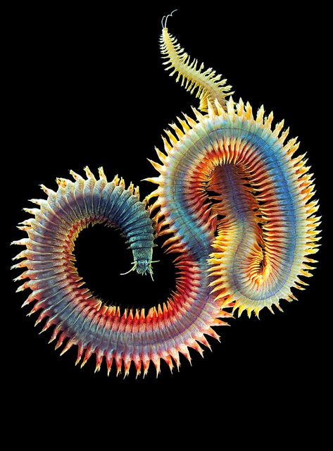 The Featured Creatures: The Marine Worms