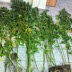 (ΙΟΝΙΑ ΝΗΣΙΑ)Συνελήφθησαν σε δύο διαφορετικές υποθέσεις, δύο ημεδαποί στην Κέρκυρα, για τα κατά περίπτωση αδικήματα της κατοχής ναρκωτικών ουσιών και της καλλιέργειας δενδρυλλίων κάνναβης