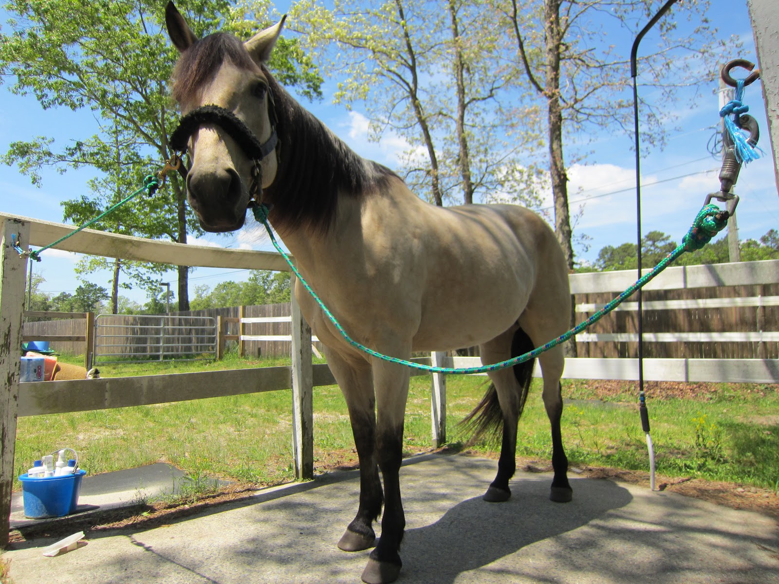 Memoirs of a Horse Girl: May 2012